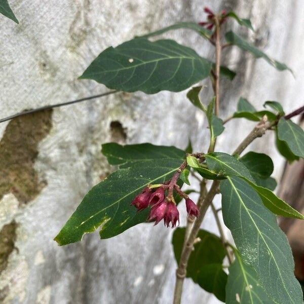 Cestrum elegans Lorea