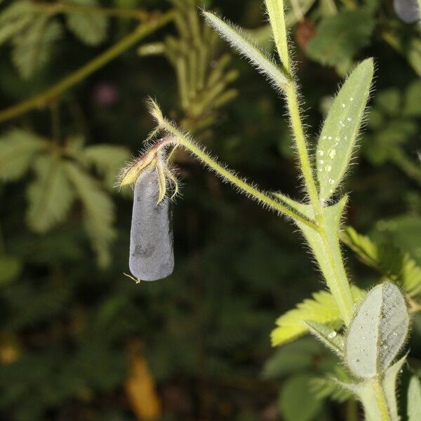 Crotalaria sagittalis Плод