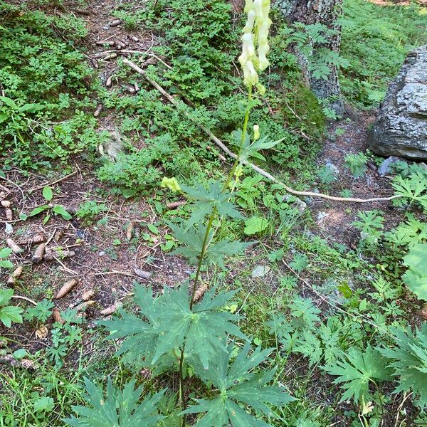 Aconitum lycoctonum Elinympäristö