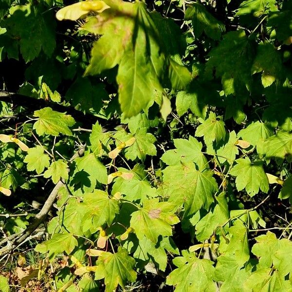 Acer circinatum Habit