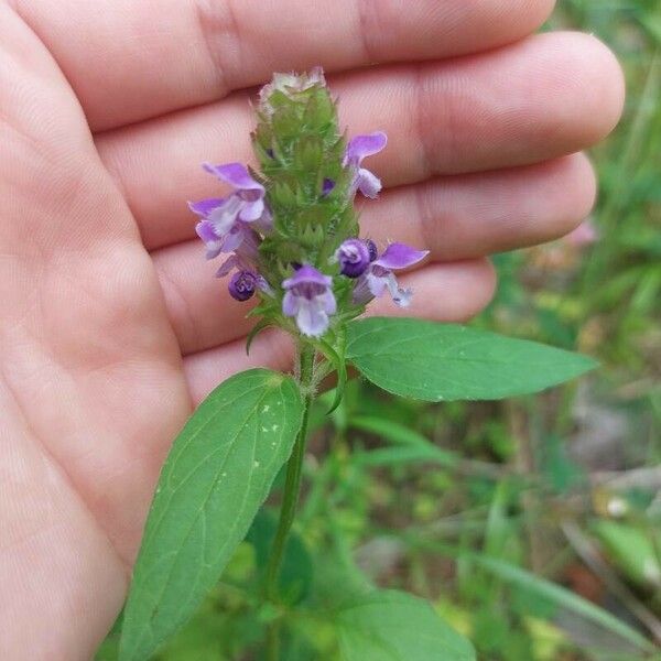 Prunella vulgaris Квітка