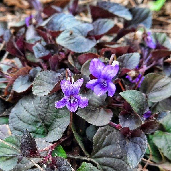 Viola labradorica Flower