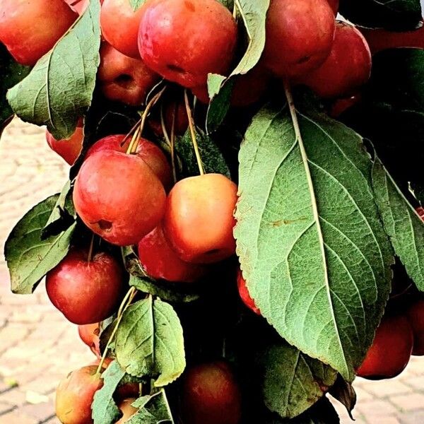 Malus baccata Natur