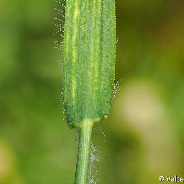 Echinochloa oryzoides Rinde