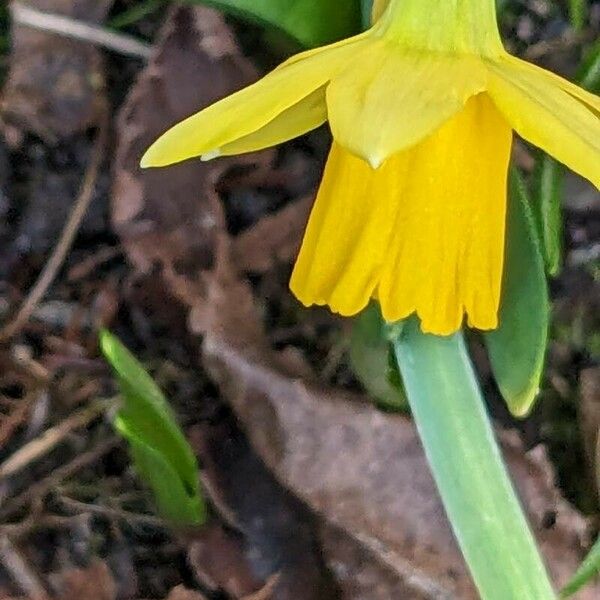 Narcissus minor Flor