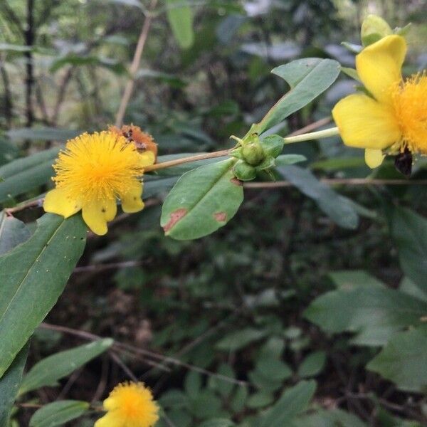 Hypericum prolificum Květ