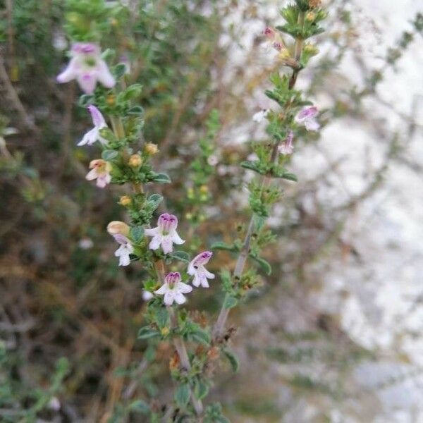 Satureja cuneifolia Flors