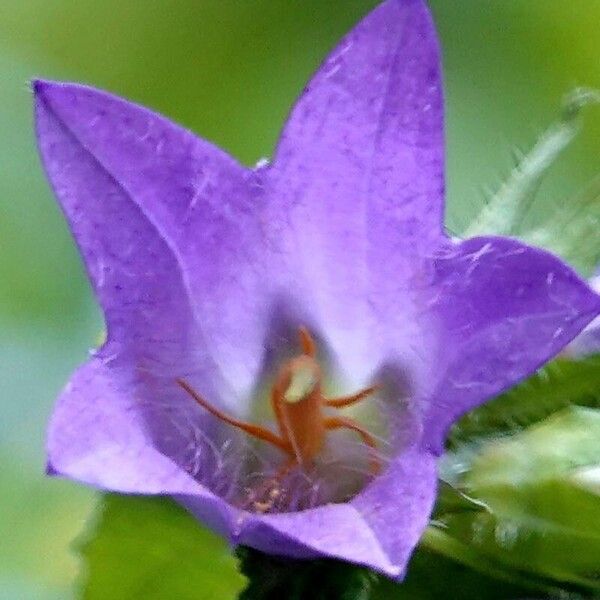 Campanula trachelium Blodyn