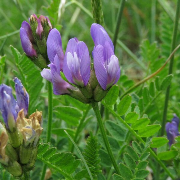 Astragalus danicus Flower