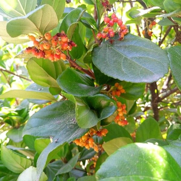 Viburnum suspensum Fruit