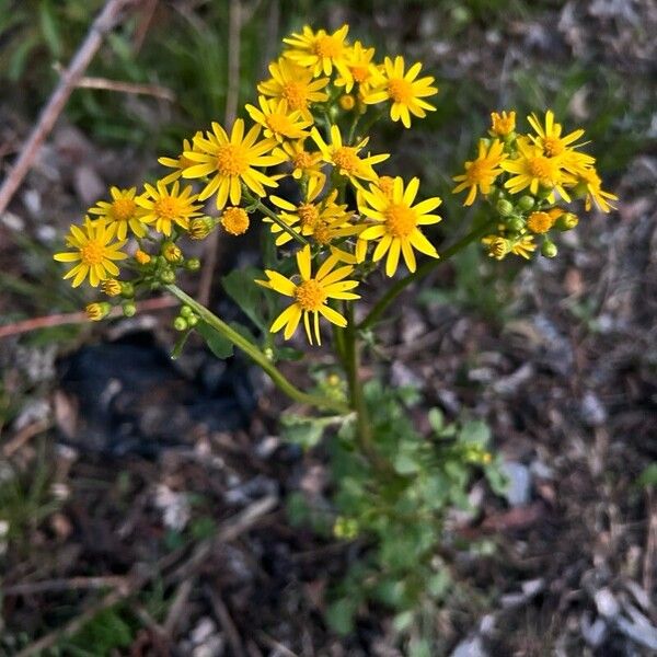 Packera glabella Blomst