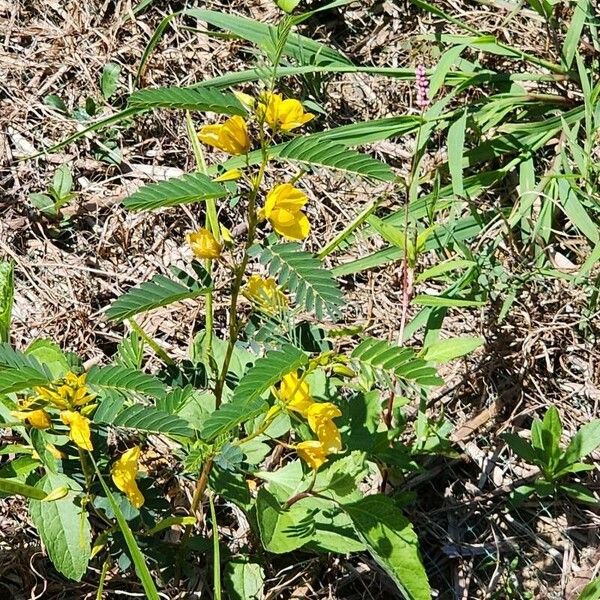 Chamaecrista nictitans Floare