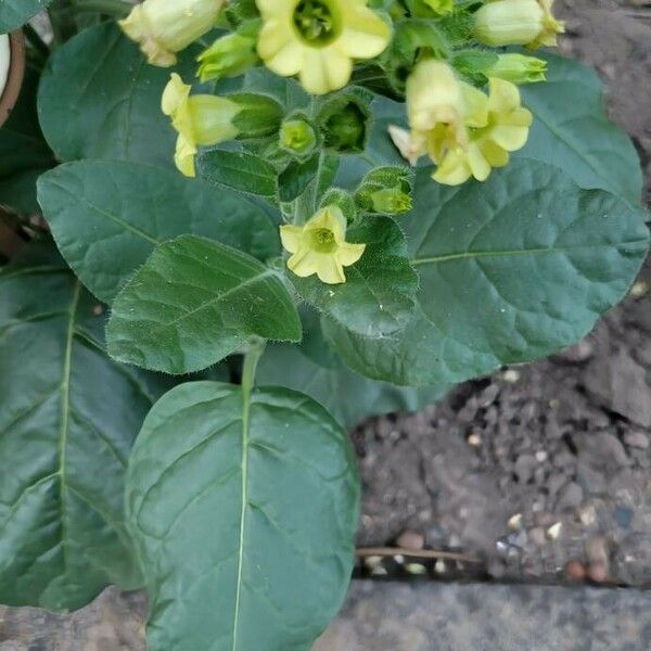 Nicotiana rustica Ліст