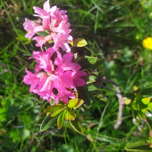 Rhododendron hirsutum Kukka