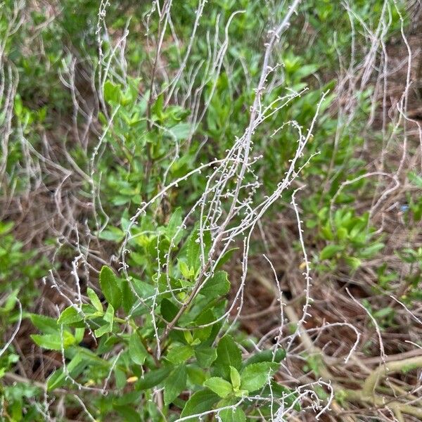 Baccharis halimifolia Cvet