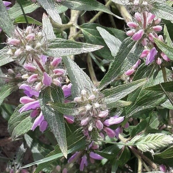 Phlomis herba-venti Blomst