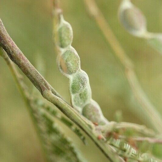 Acacia mearnsii Annet