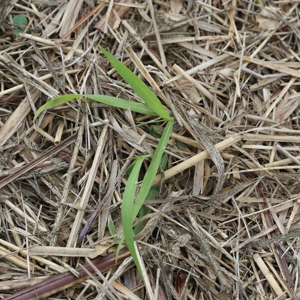 Urochloa mutica List