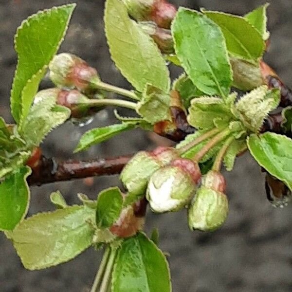 Prunus cerasus Flor