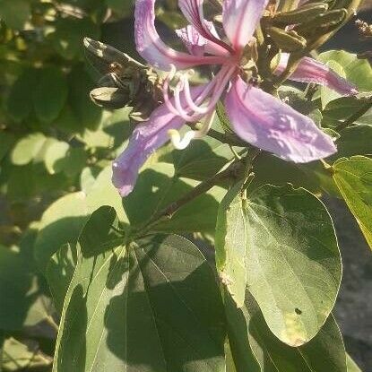 Bauhinia purpurea Flor