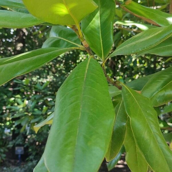 Magnolia virginiana Folha