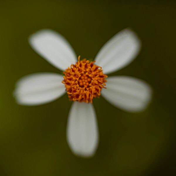 Bidens pilosa ᱵᱟᱦᱟ