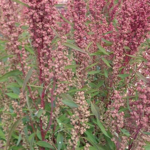 Chenopodium berlandieri ফুল