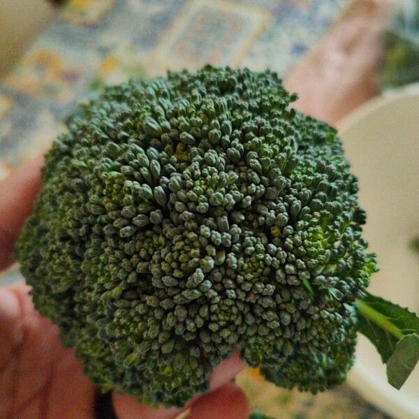 Brassica oleracea Flower