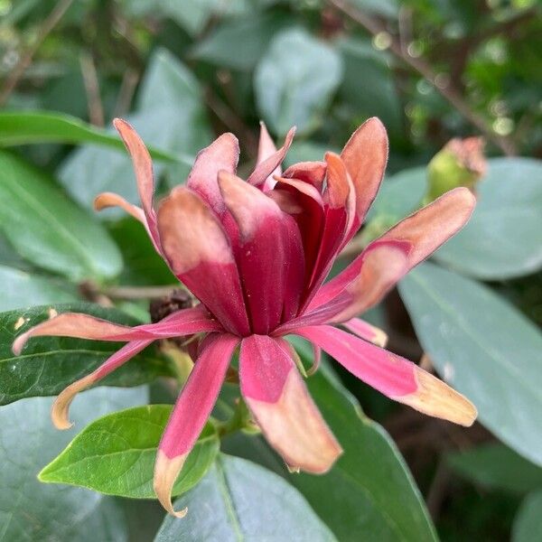 Calycanthus floridus Blomst