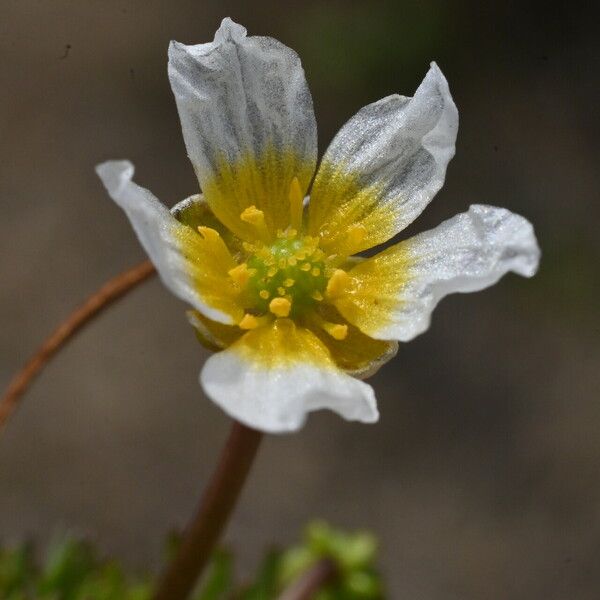 Ranunculus peltatus Fiore