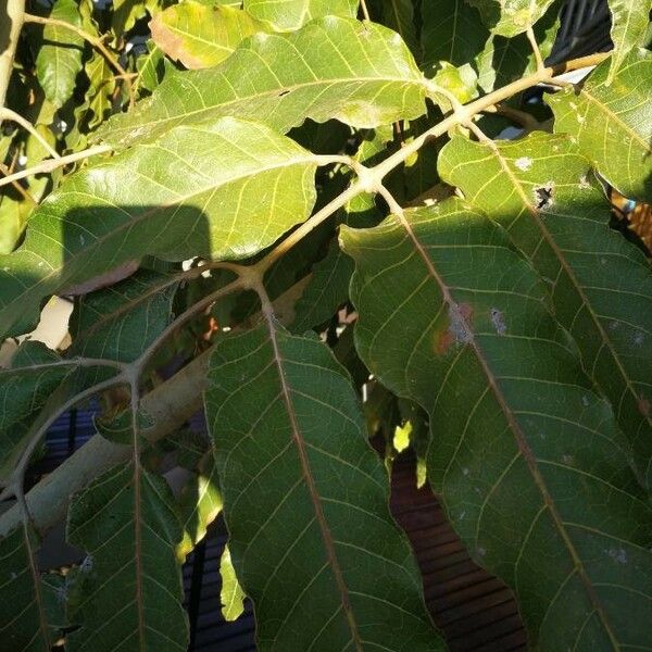 Harungana madagascariensis Folha