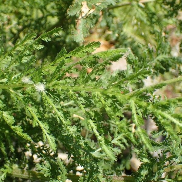 Achillea odorata 整株植物