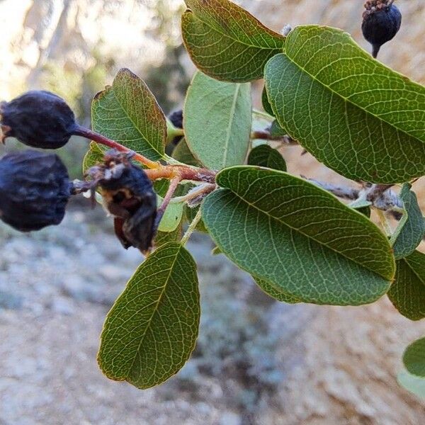 Amelanchier ovalis Frucht