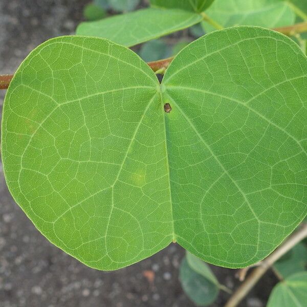 Bauhinia galpinii Leaf