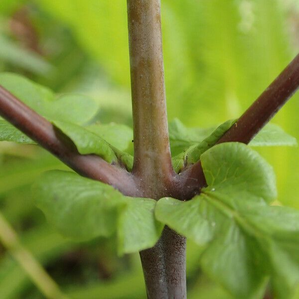 Histiopteris incisa Leaf