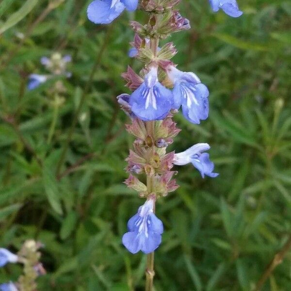 Salvia uliginosa Цветок