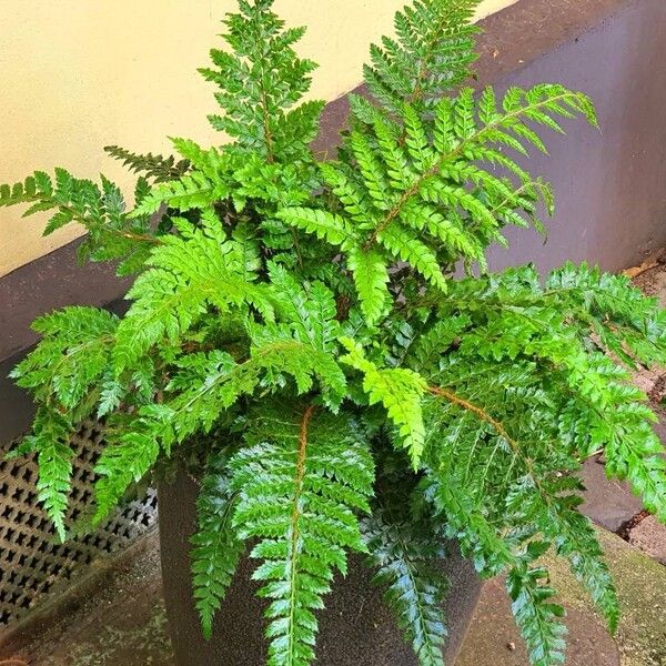 Polystichum luctuosum Folha