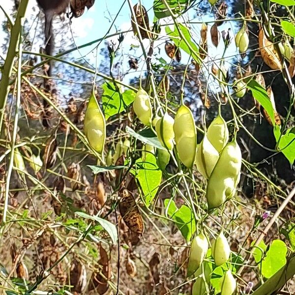 Sesbania drummondii Meyve