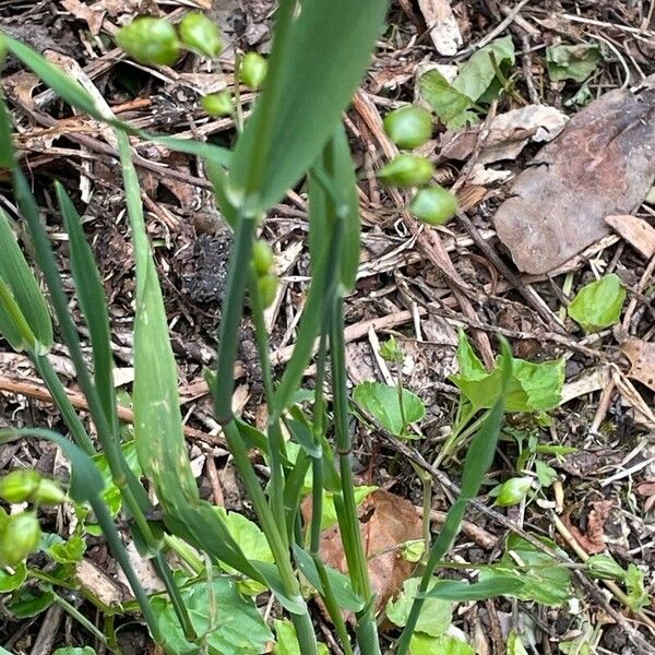 Briza maxima Habit