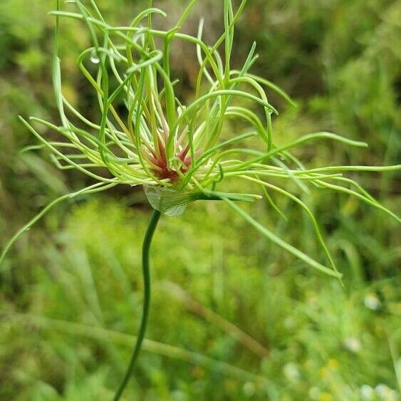 Allium vineale Floare