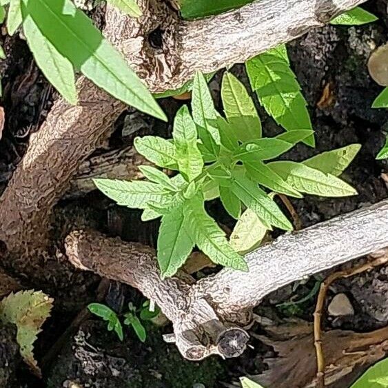 Aloysia citrodora Levél