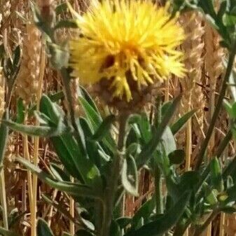 Centaurea collina Blomst