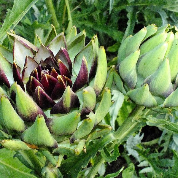 Cynara cardunculus Fleur