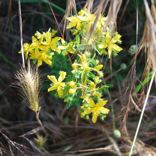 Hypericum perforatum Fleur