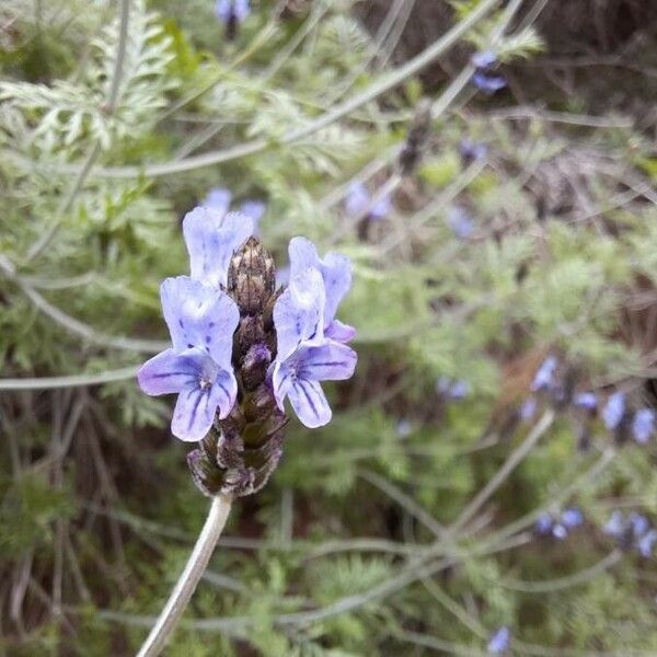 Lavandula multifida Kukka