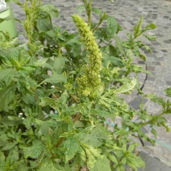 Amaranthus retroflexus Çiçek