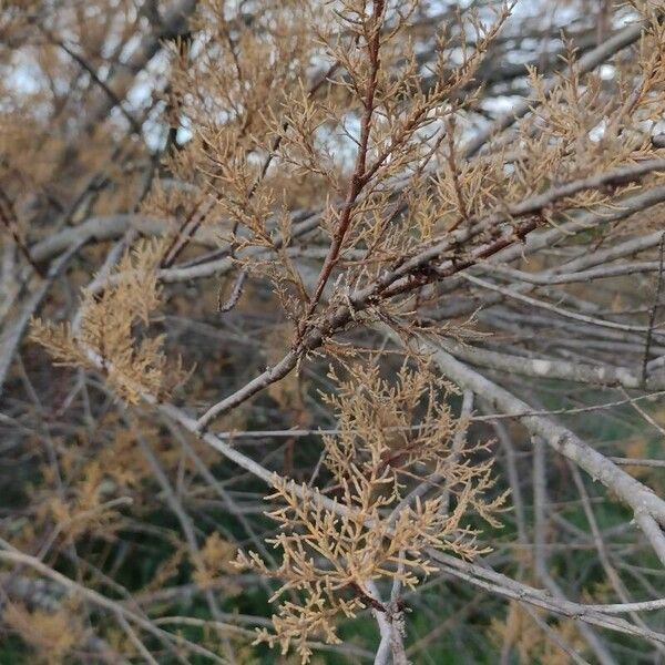 Tamarix africana Blad