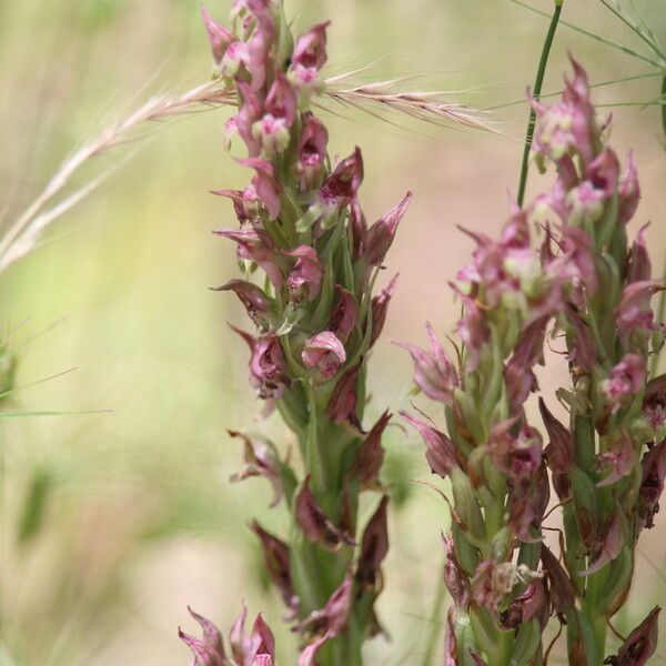 Anacamptis fragrans Flower