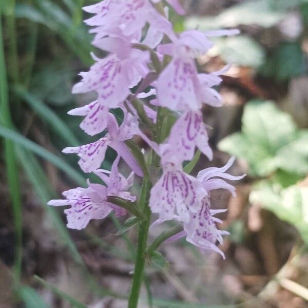 Dactylorhiza fuchsii Blomst