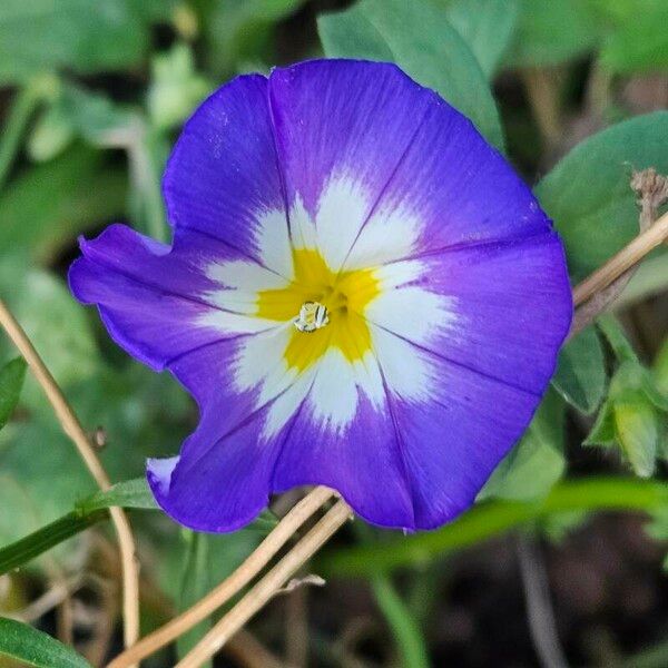 Convolvulus tricolor Flower